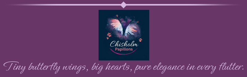 Logo for Chisholm Papillons: Tiny butterfly wings, big hearts, pure elegance in every flutter.