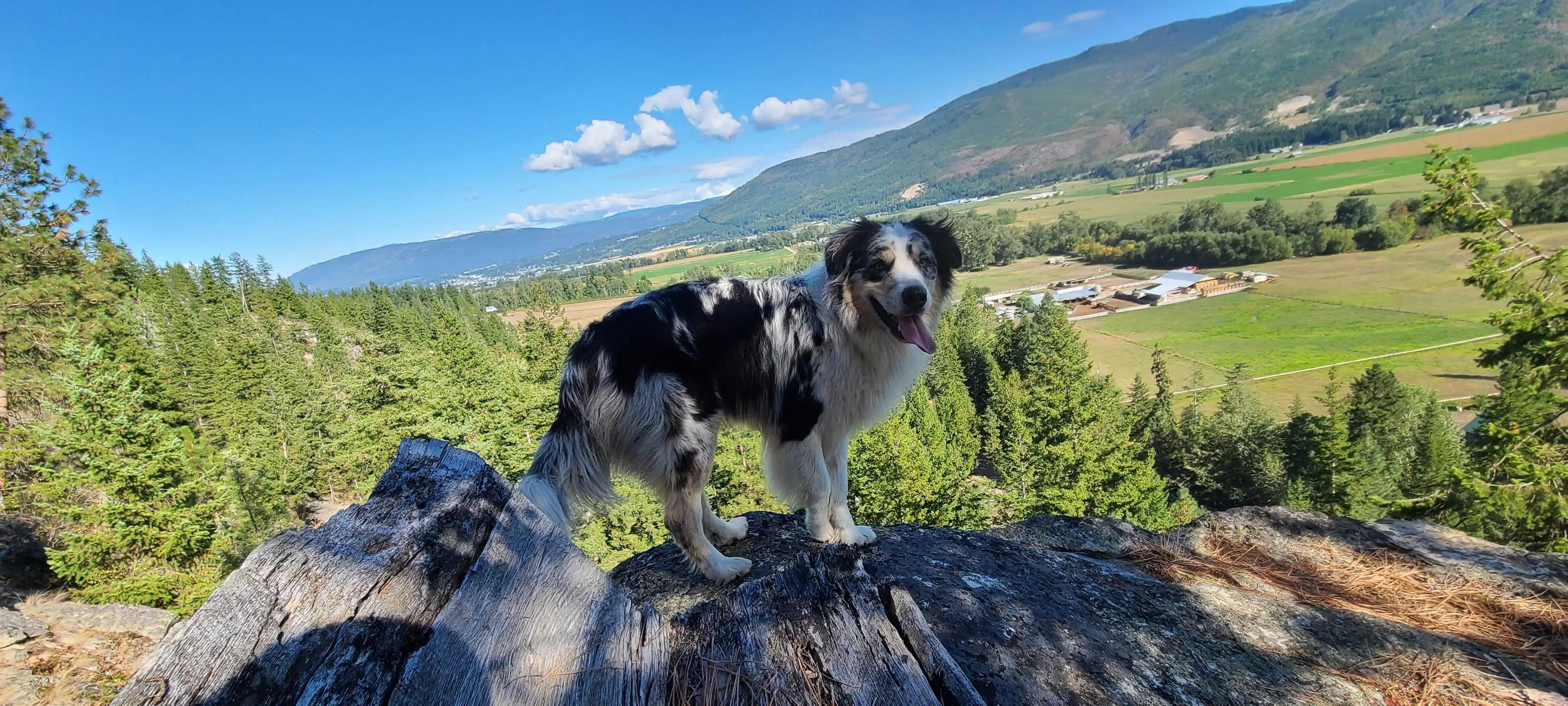 2021 on a hike with Casper & Skye looking out at Salmon Arm in the summer.