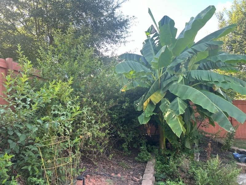 Overgrown yard before land clearing by BR LandWorks