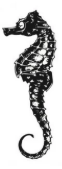 Seahorse sponsor
