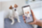 Veterinary Practice's Reach Through Social Media