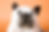 Halloween Pet Costume Contest