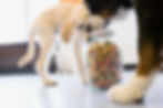 House call vet bringing dog treats
