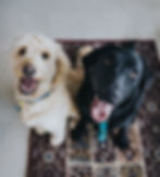 Dogs waiting for veterinary house call
