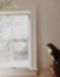 Cat waiting for house call vet