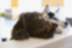Dogs at the veterinarian for pet wellness plan visit