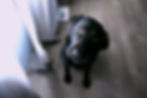 Dog wondering how pet wellness plans and pet insurance plans are different