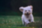 Dog running fast like veterinary website should