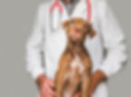 Pet Insurance