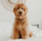 Example of dog breed image in veterinary website design
