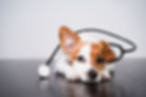 Pet Blog Topics