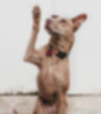 Dog raising his hand with a question.