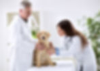 Veterinary Headhunters