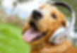 Veterinary Podcasts