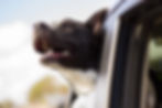 Using veterinary telemedicine can avoid taking your dog in the car.