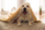 Fun Veterinary social media posts example of dog with blanket on his head