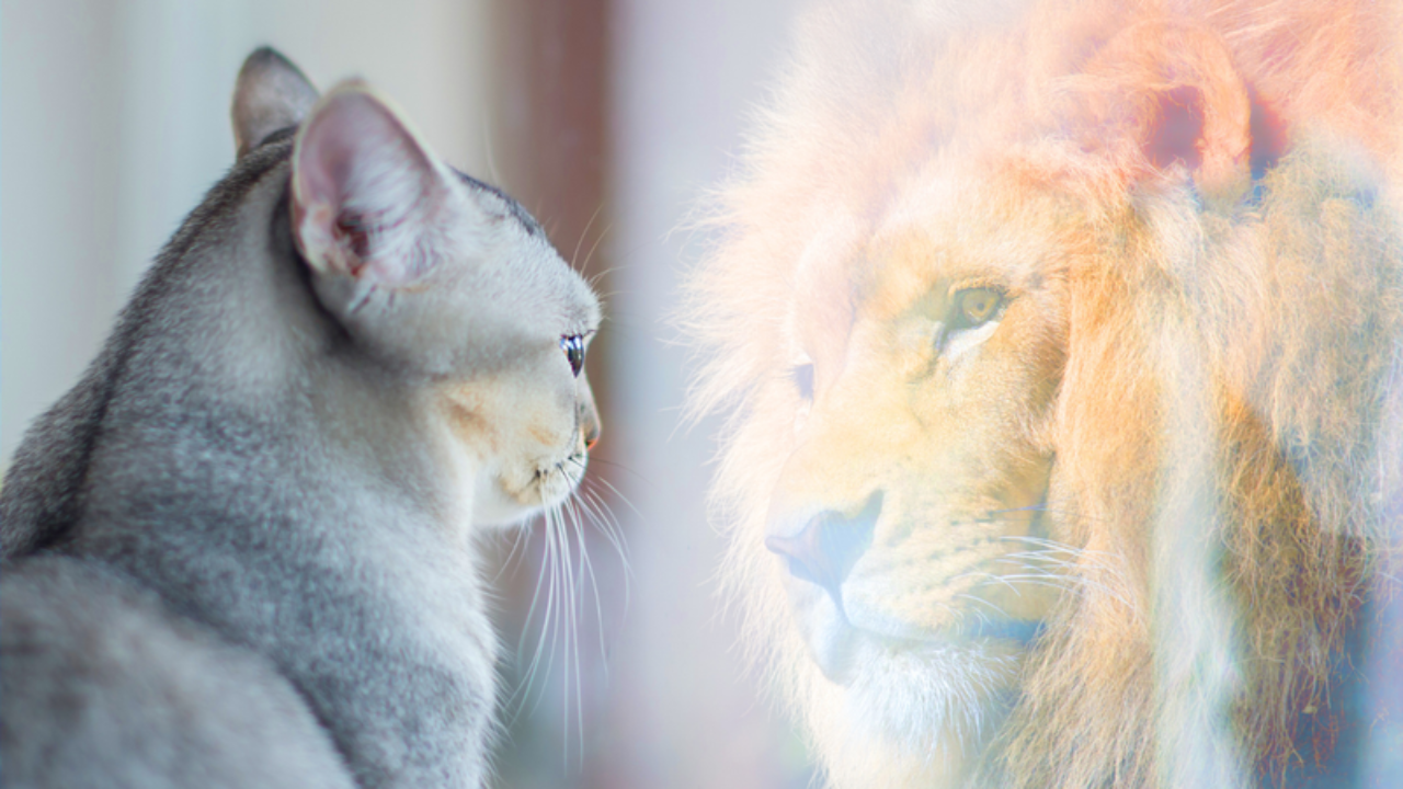 cat looking at a lion