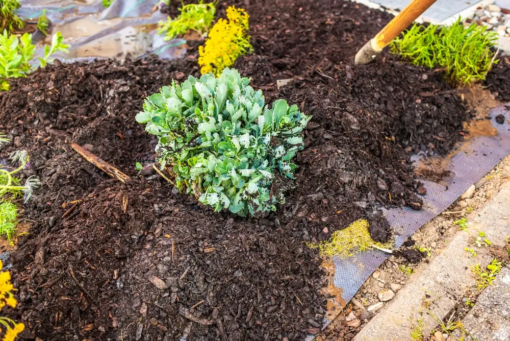  Lawn Care Maintenance