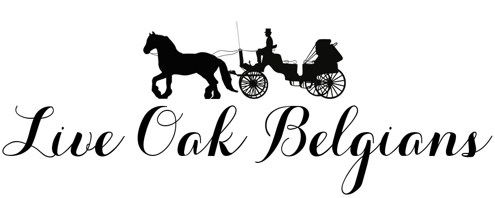 Live Oak Belgians logo