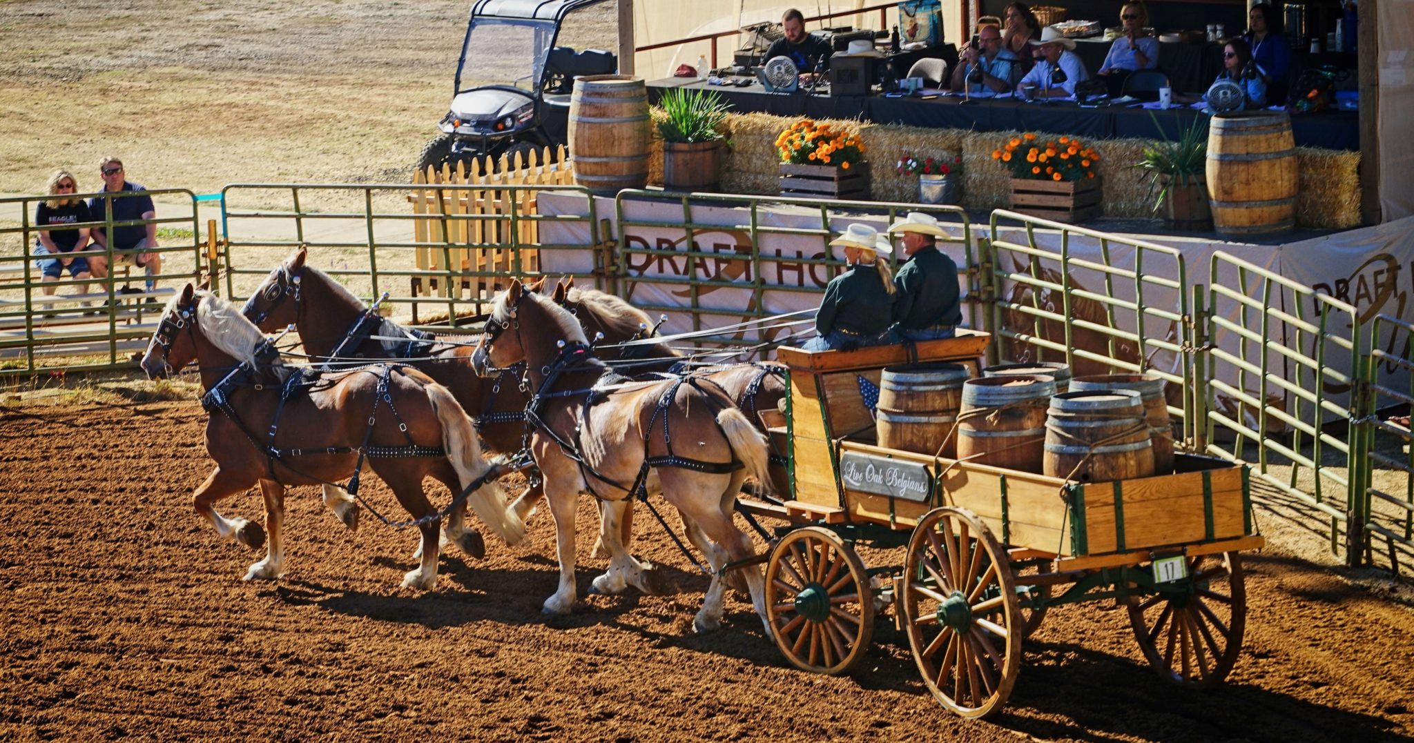 Live Oak Belgians exhibition with horse-drawn wagon in Montana