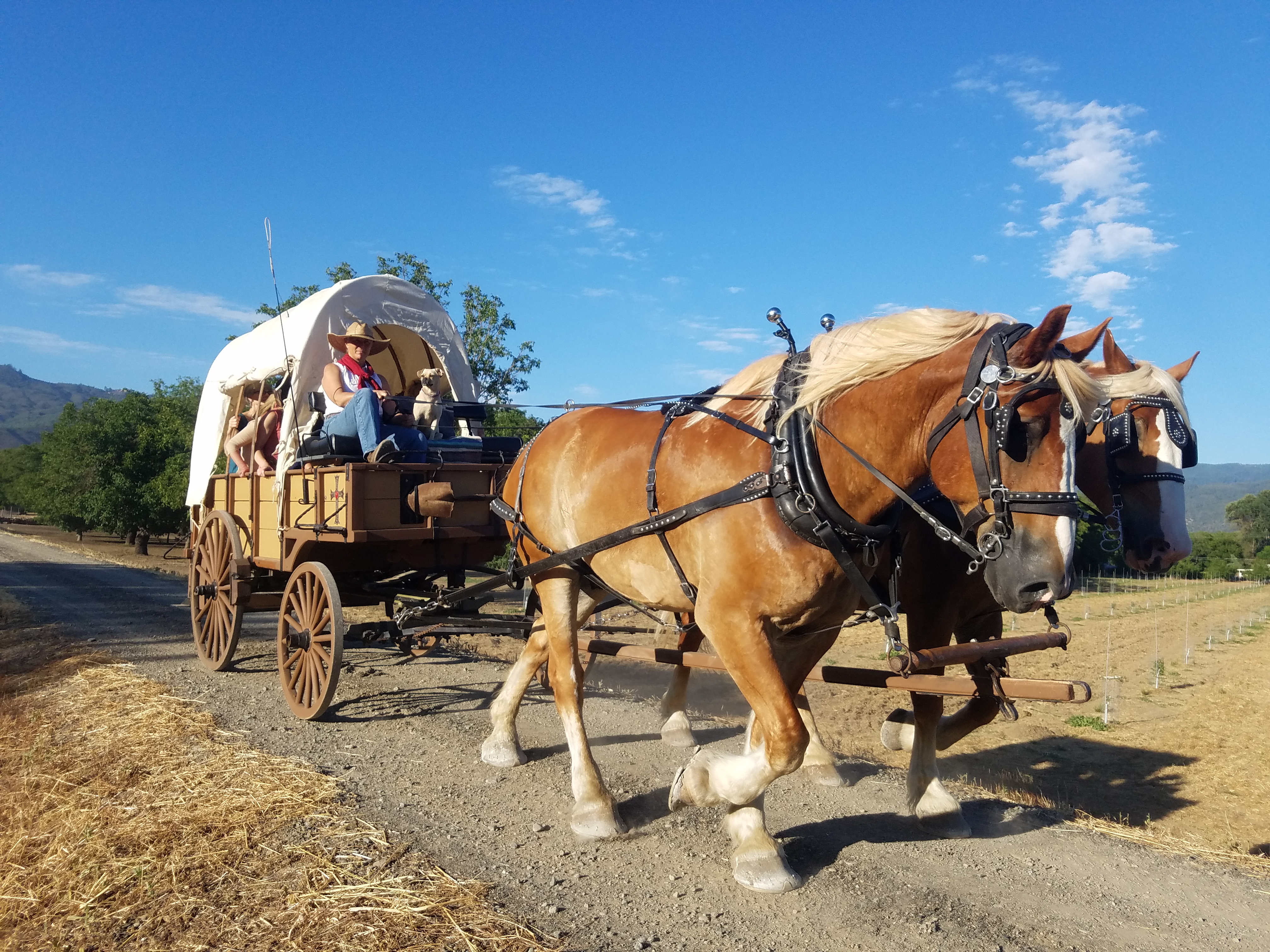 Rustic wagon and Belgian horses for western themed events in Montana