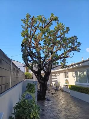 {{ custom_values.service_2 }} in {{custom_values.area_5})