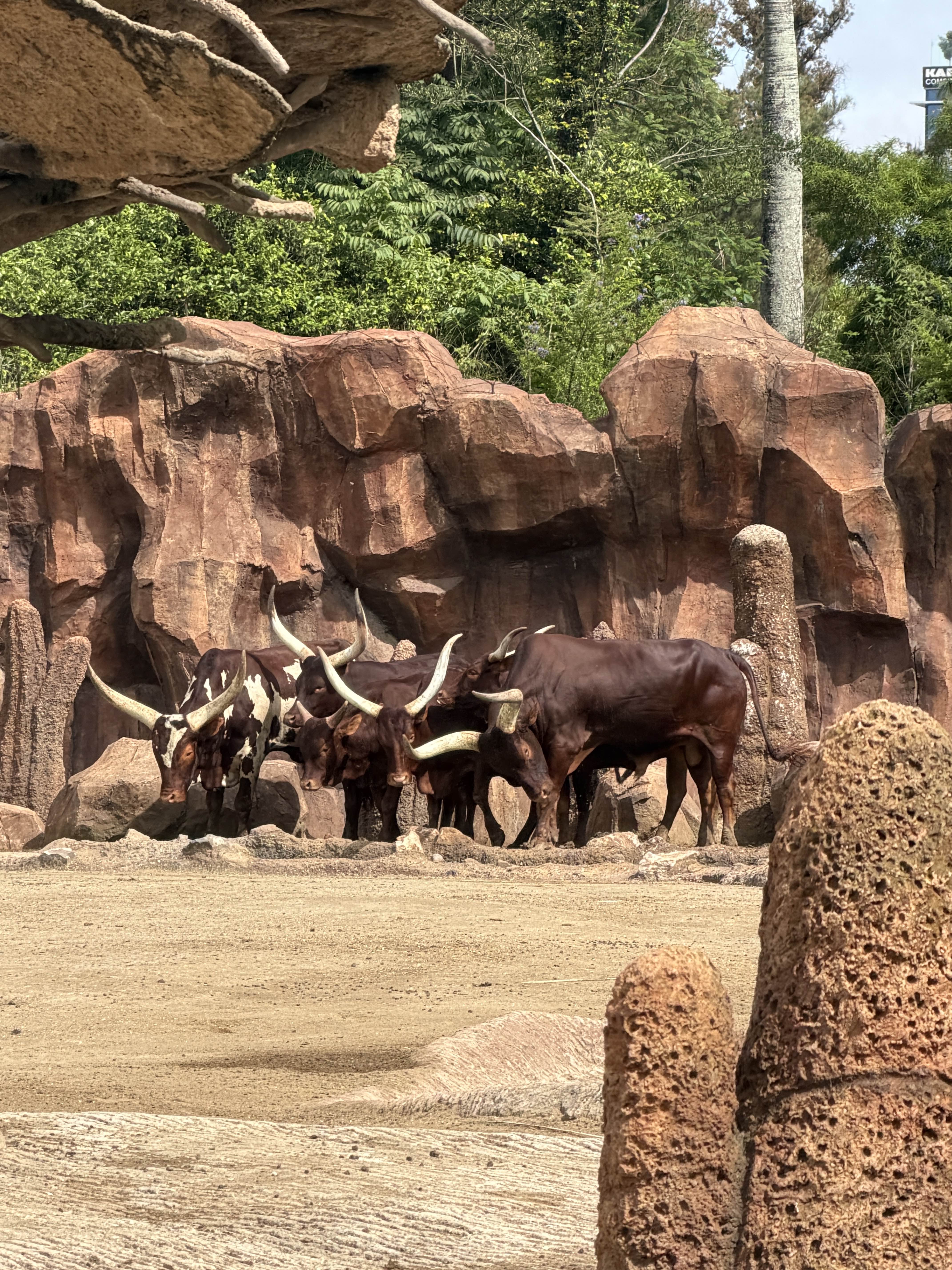Ankole Cattle at the zoo