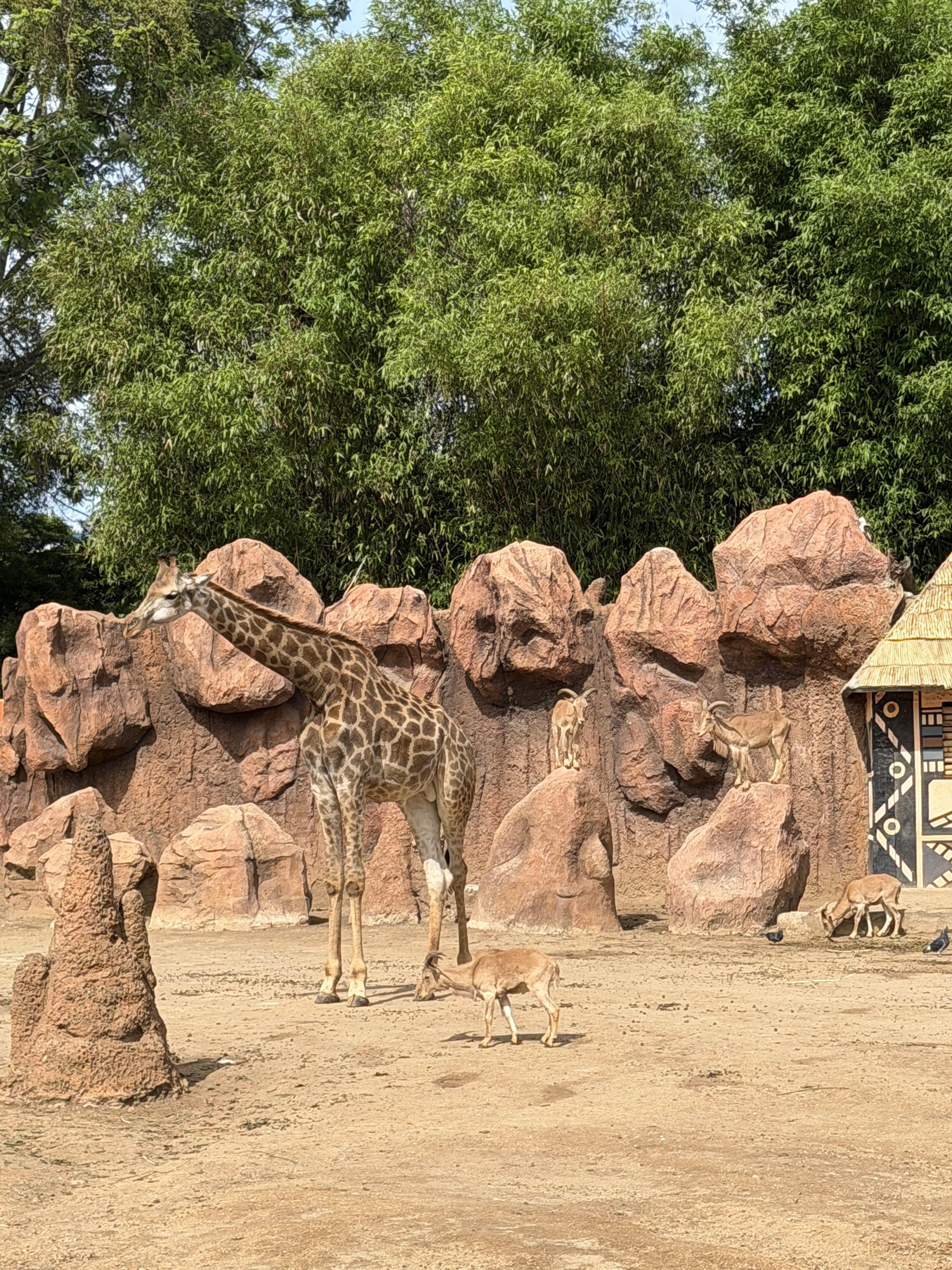 Giraffe at La Aurora Zoo