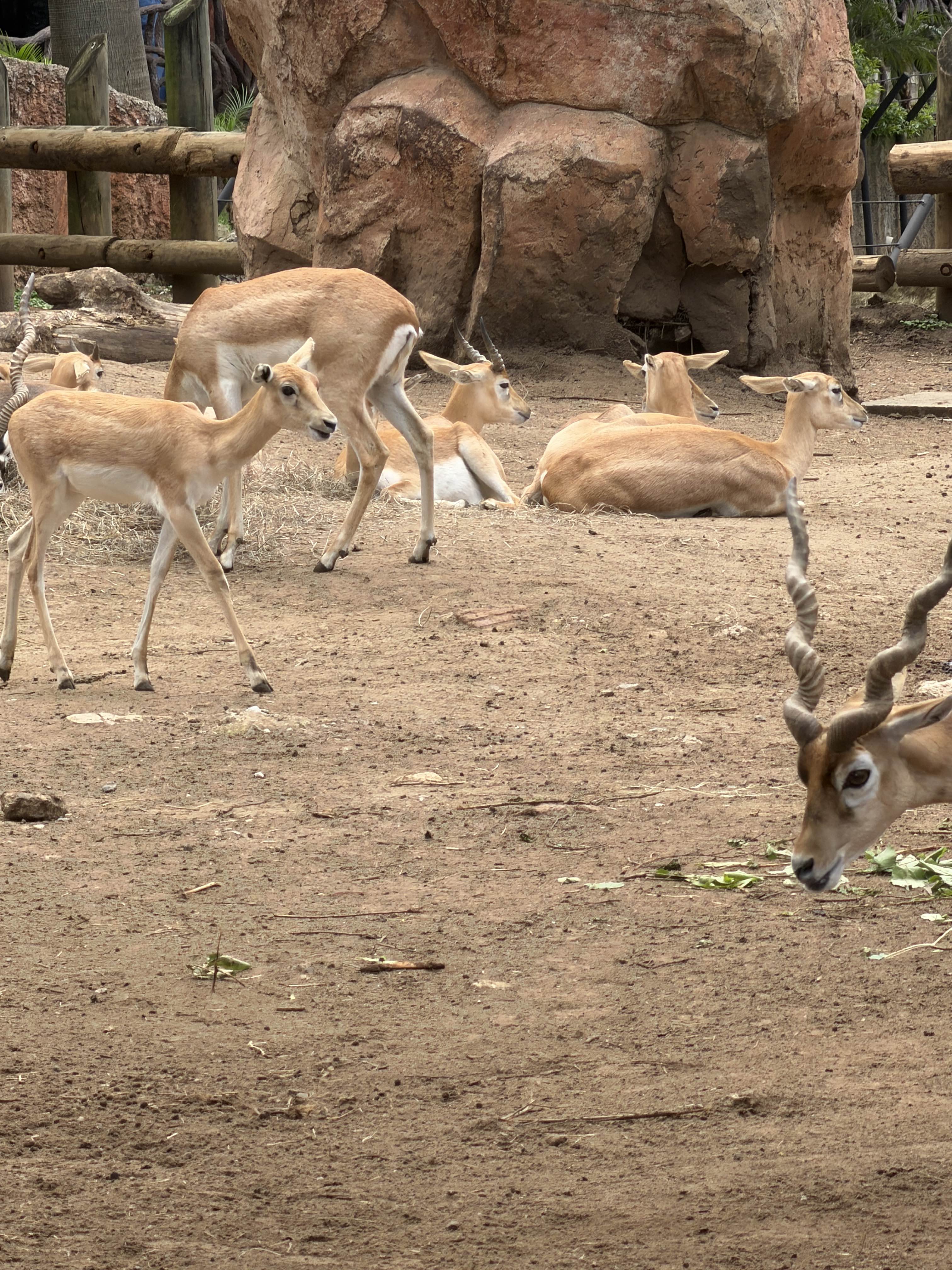 Zoo picture