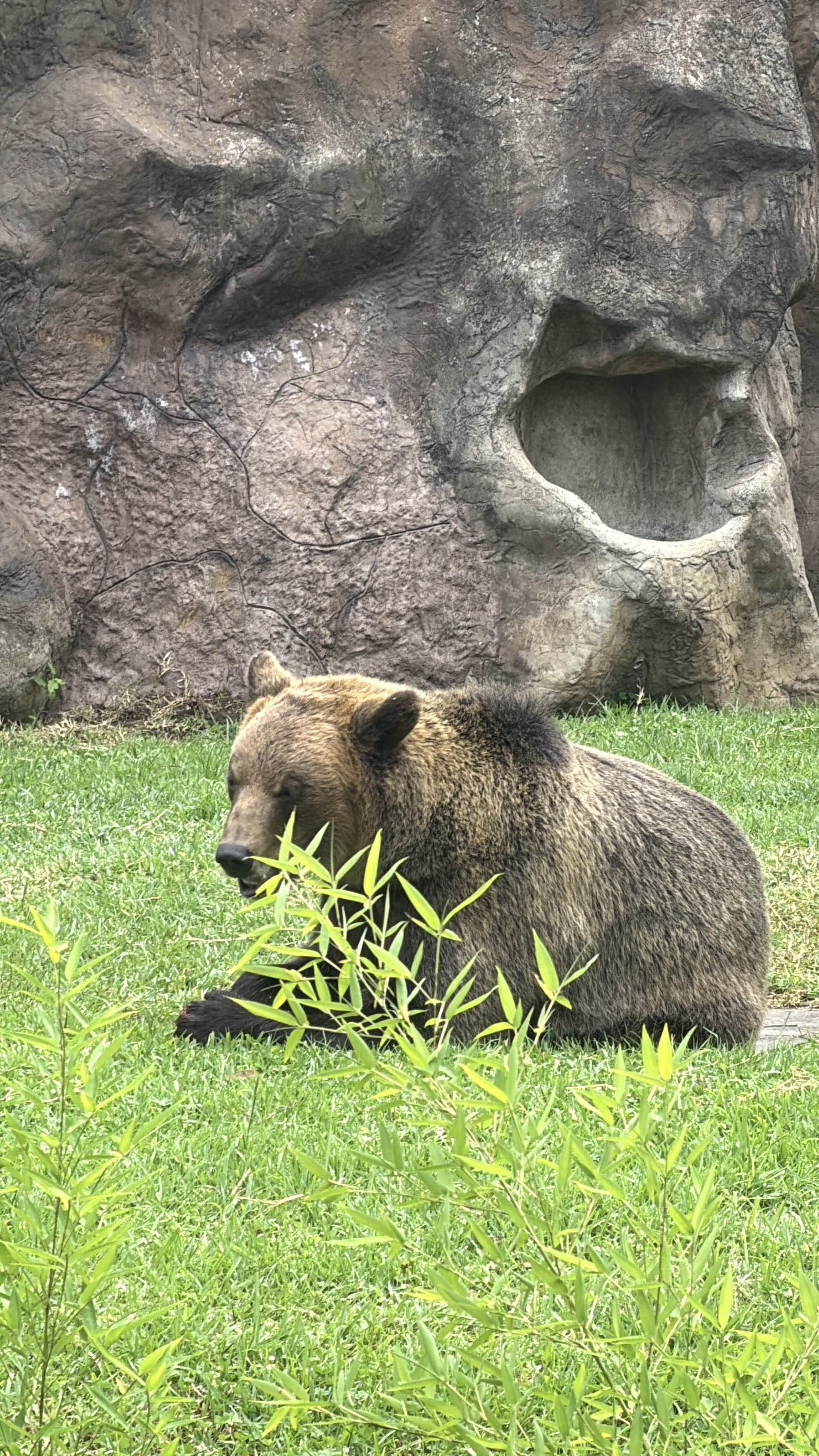 Bear at the Guatemala Zoo