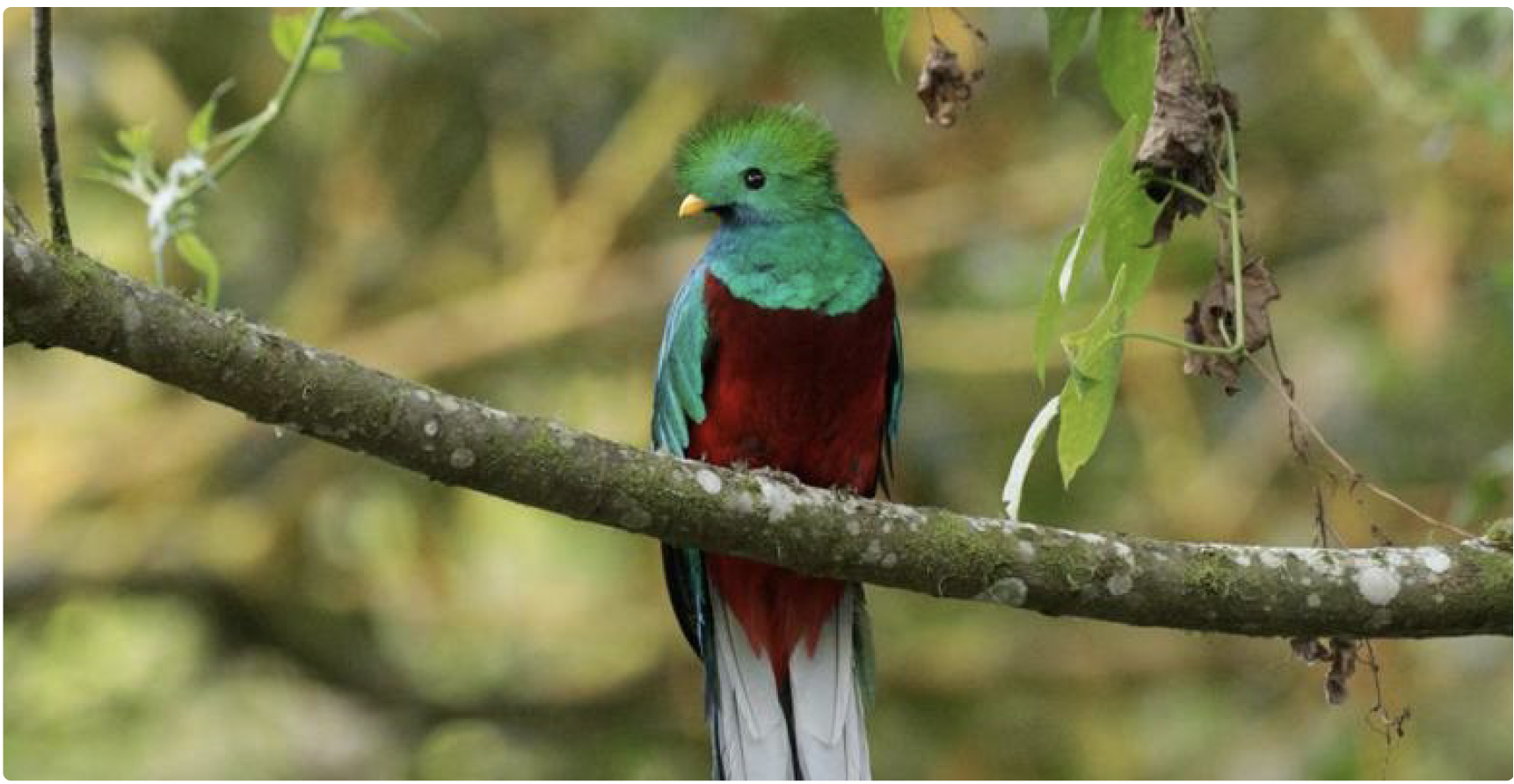 Resplendent Quetzal