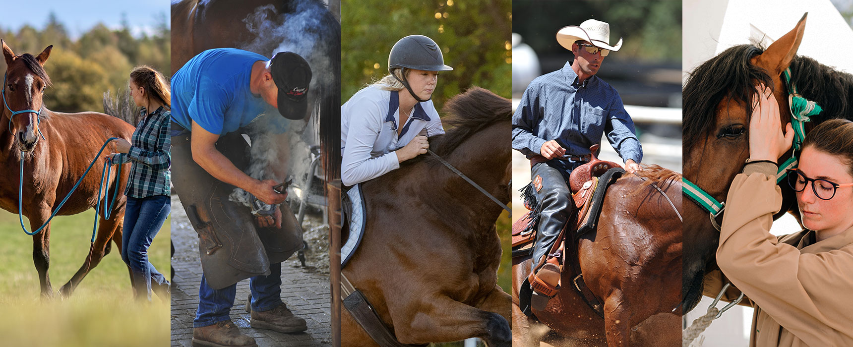 Horse professionals across disciplines: trainers, farriers, riders, body workers