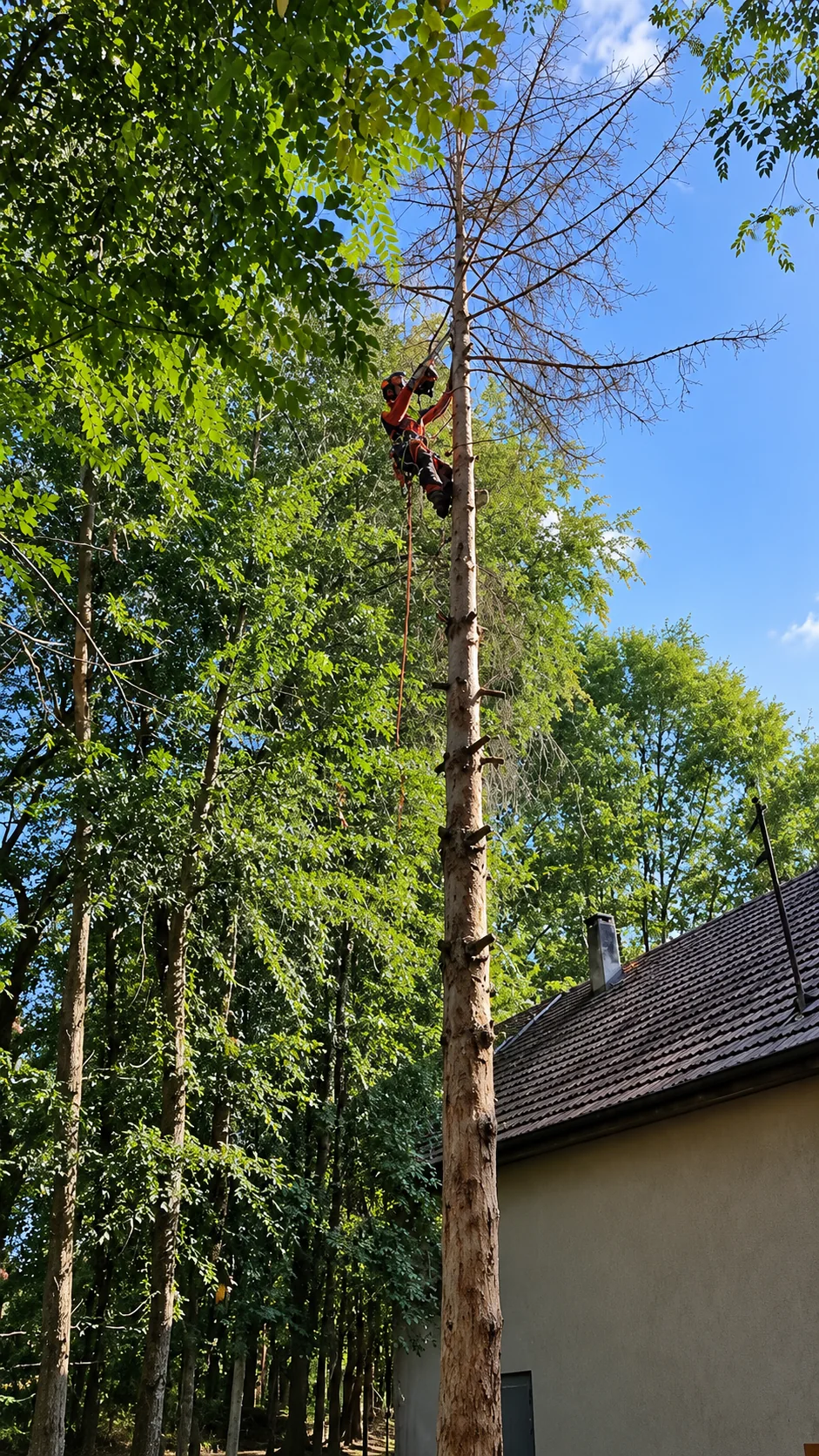 Arborista munka közben egy magas fán, kerti épület mellett – Zsékert