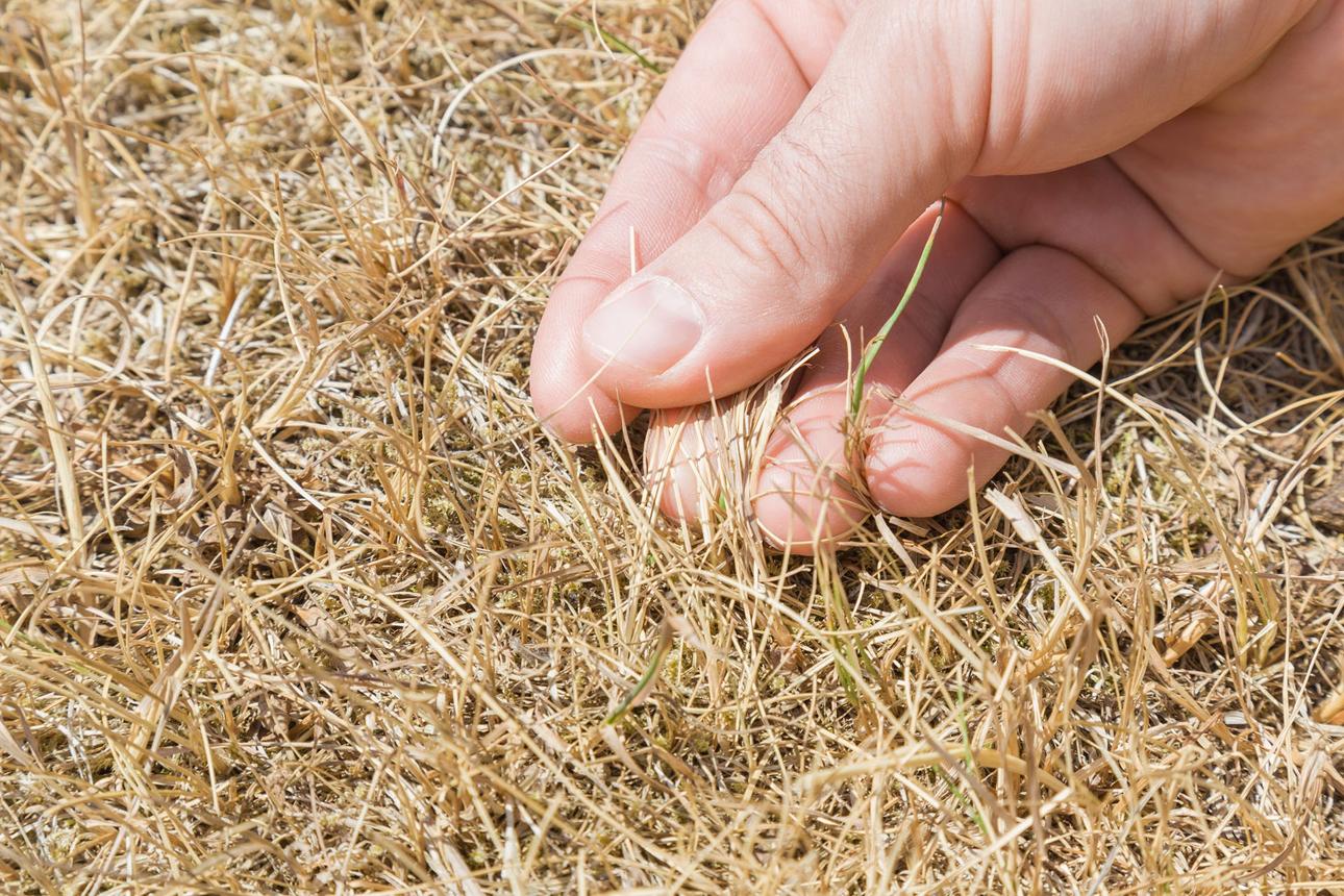 dead grass, how to fix dead grass, how to fix