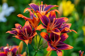 Dallies, Spring Flowers