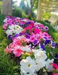 Petunias, Spring flowers