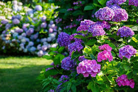 Hydrangeas