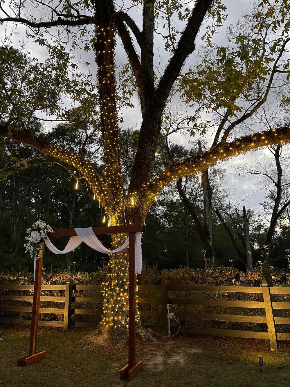 String-lit oak on the grounds at Haifa's