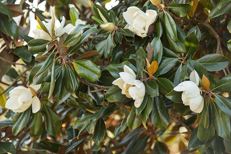 Southern magnolia blossoms