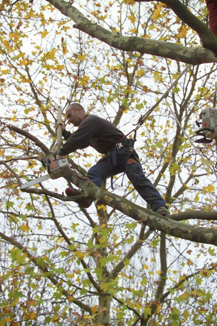 tree services