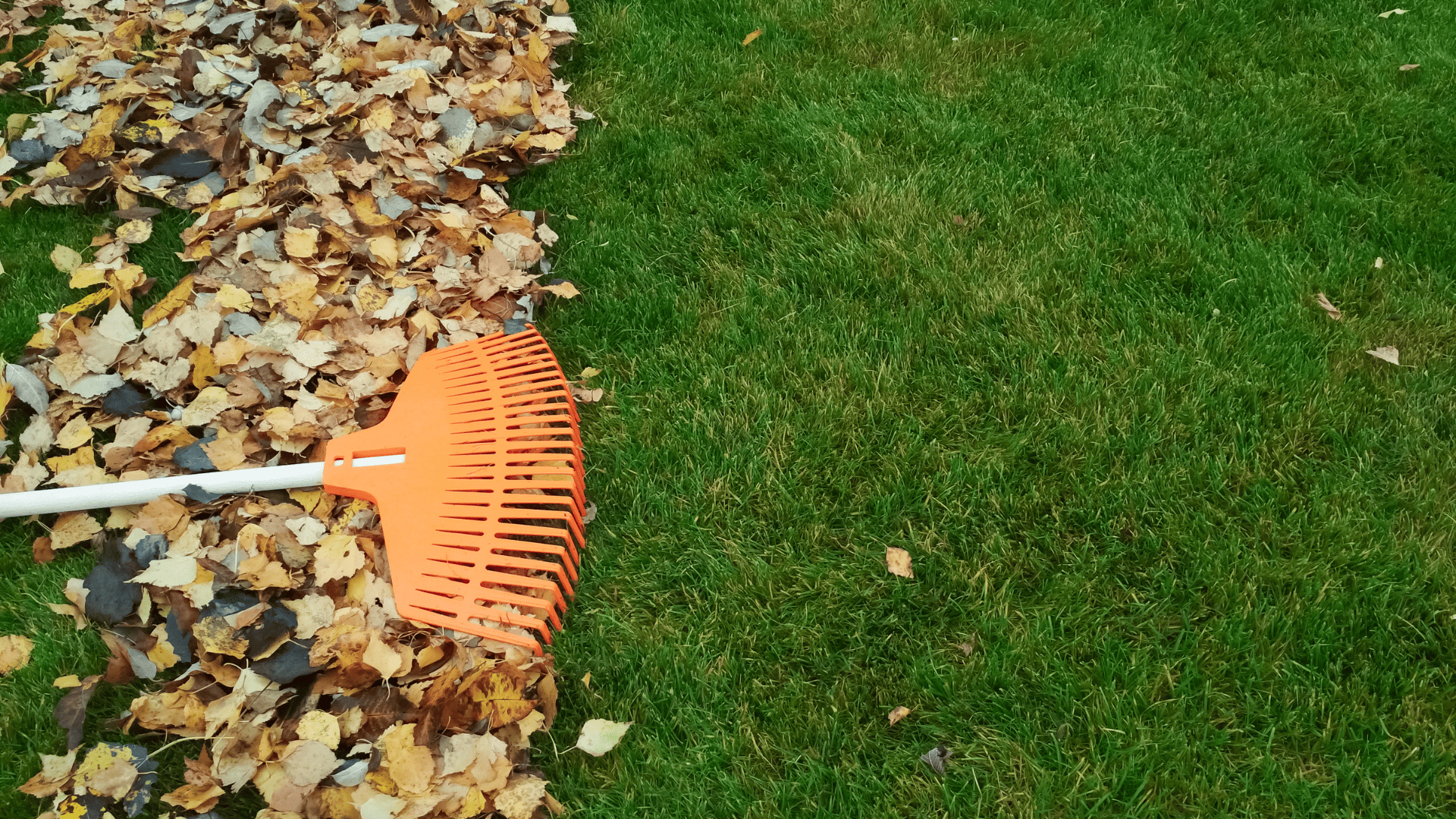 Spring and Fall Cleanup in Chester