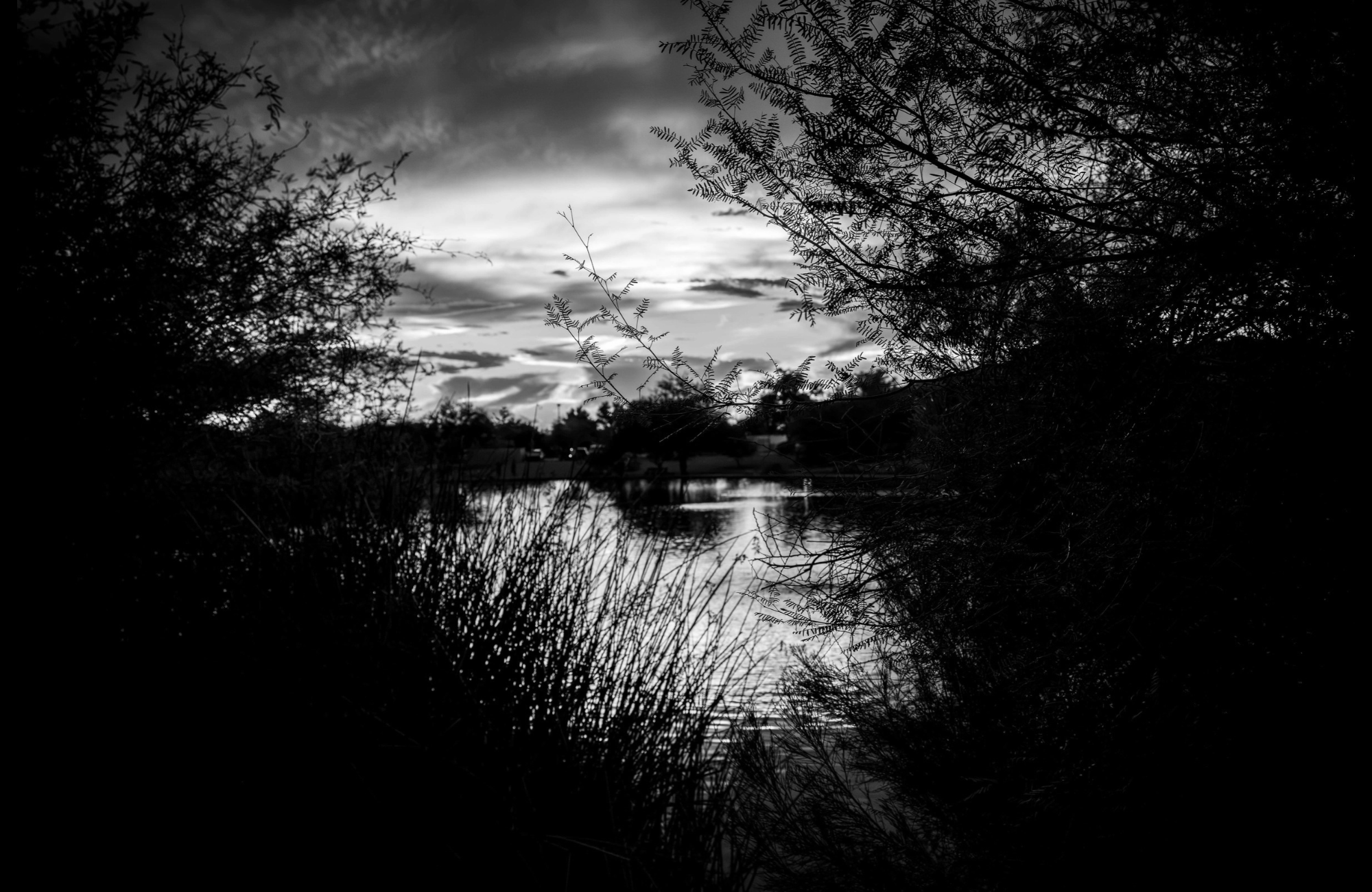 Black and white sunset over a pond framed by silhouetted trees and reeds at the Riparian Preserve in Gilbert, Arizona.