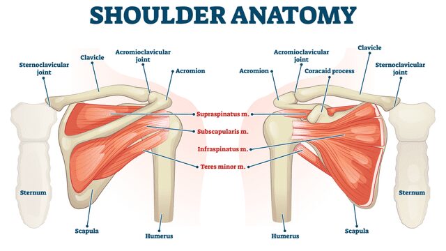 Shoulder Anatomy 