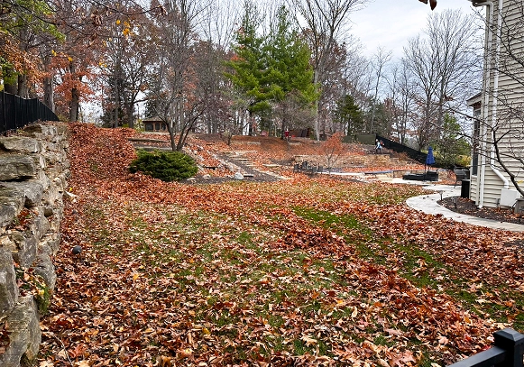 Before landscaping project