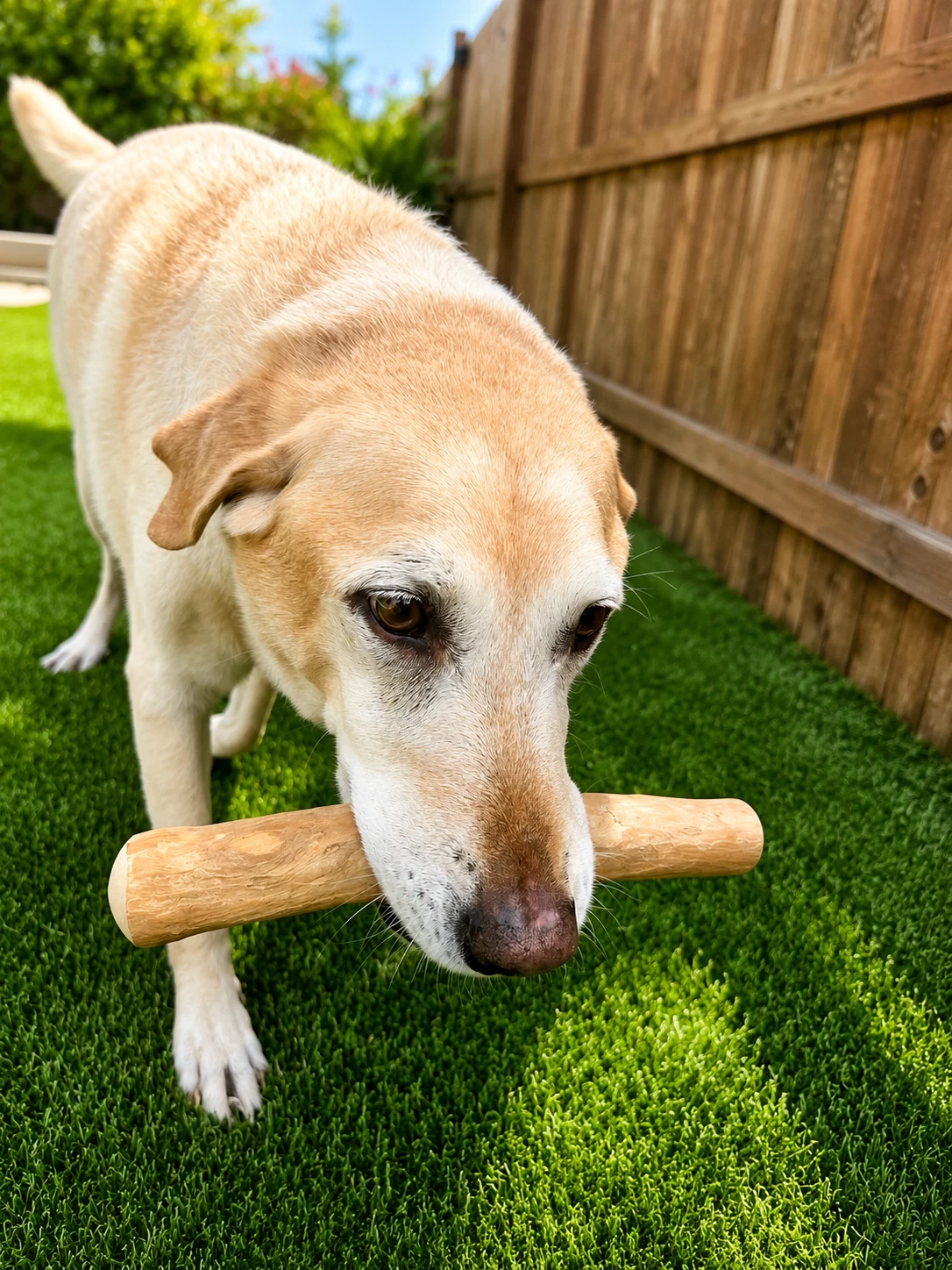 Dog Buddy product available on eBay