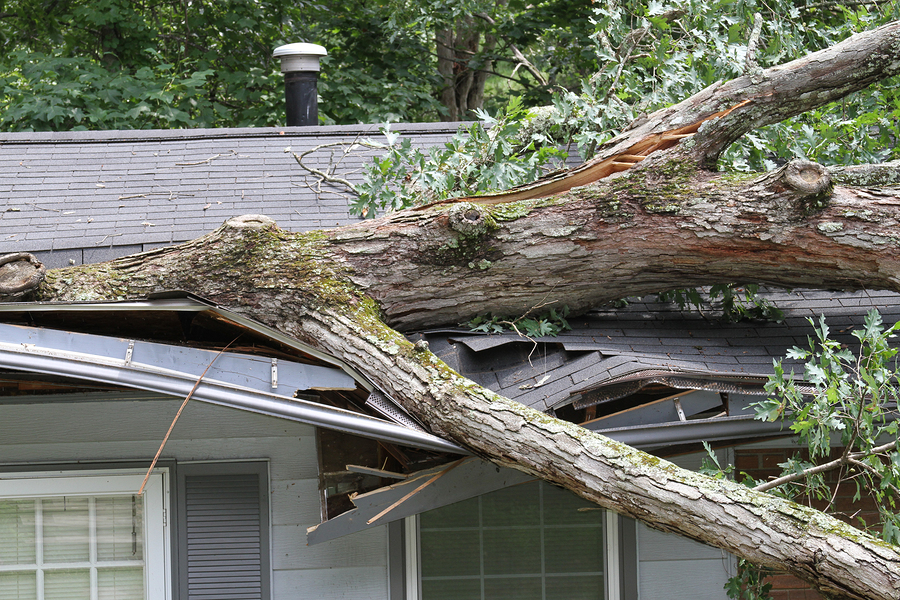 Storm Damage by Tree on Roof