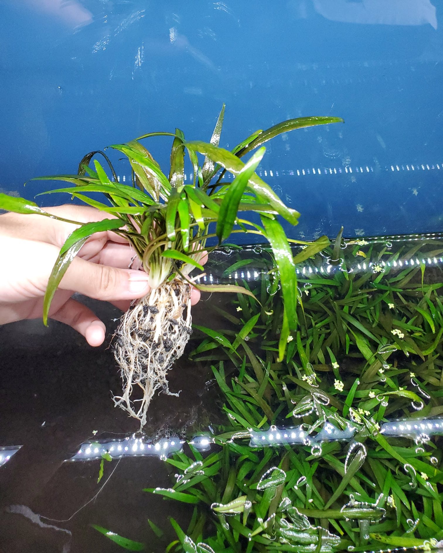 Lush planted freshwater aquarium