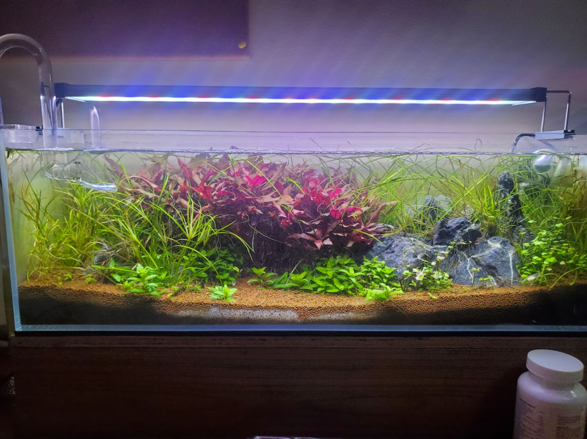Custom aquarium design