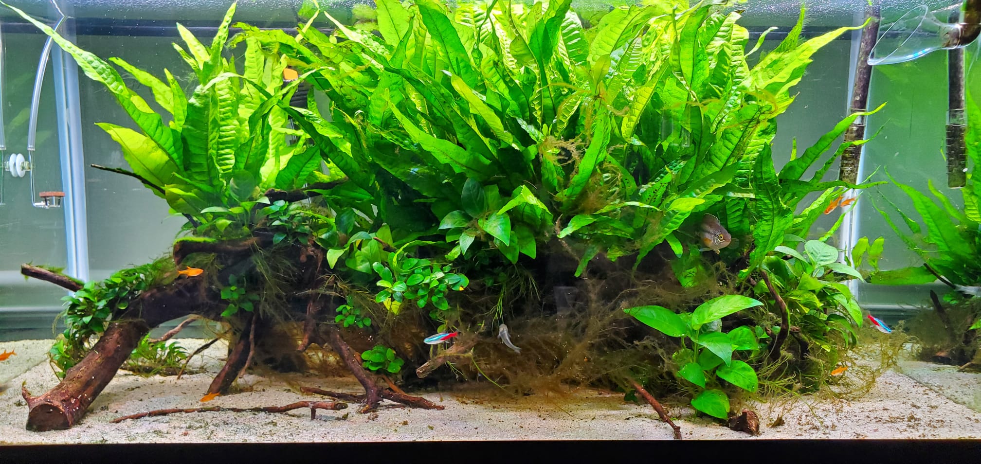 Stunning aquascape