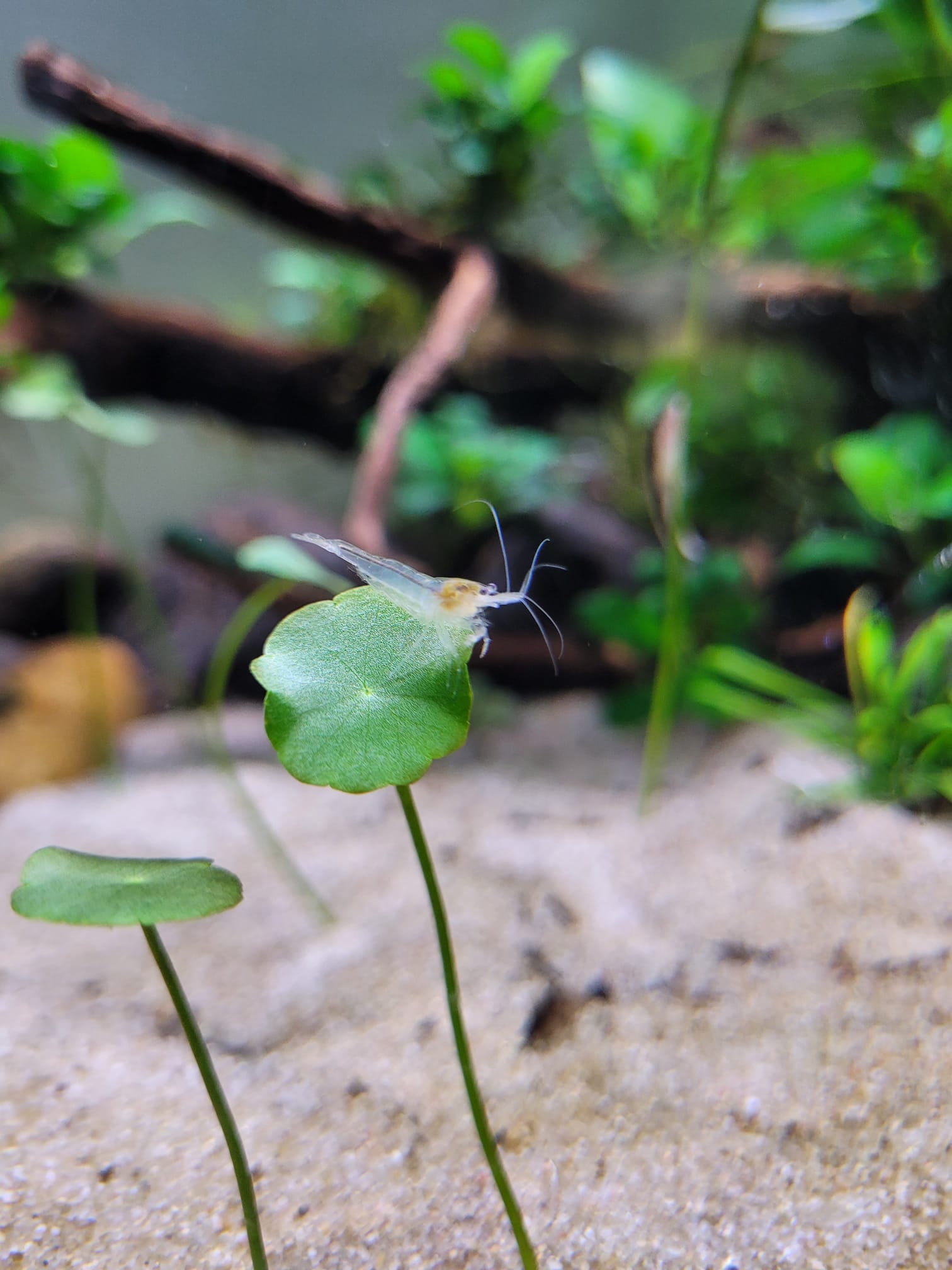 Freshwater Shrimp and Fish